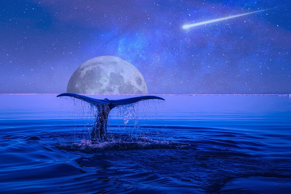 cola delfín con luna llena