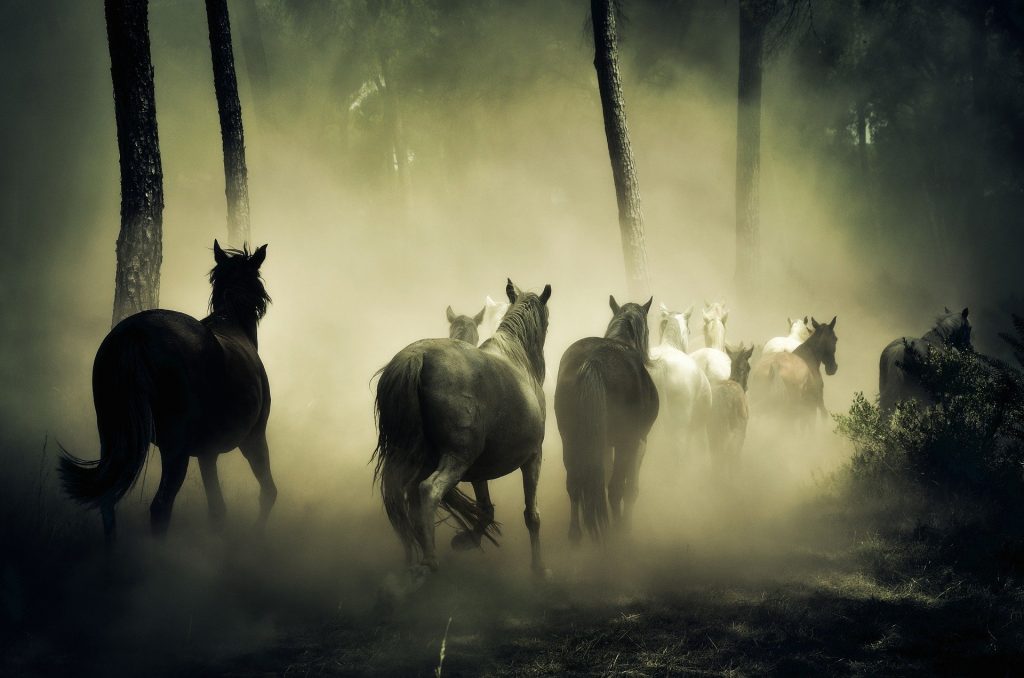 caballos manada salvaje