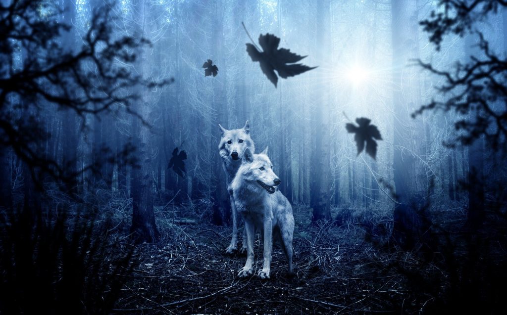 pareja lobos bosque