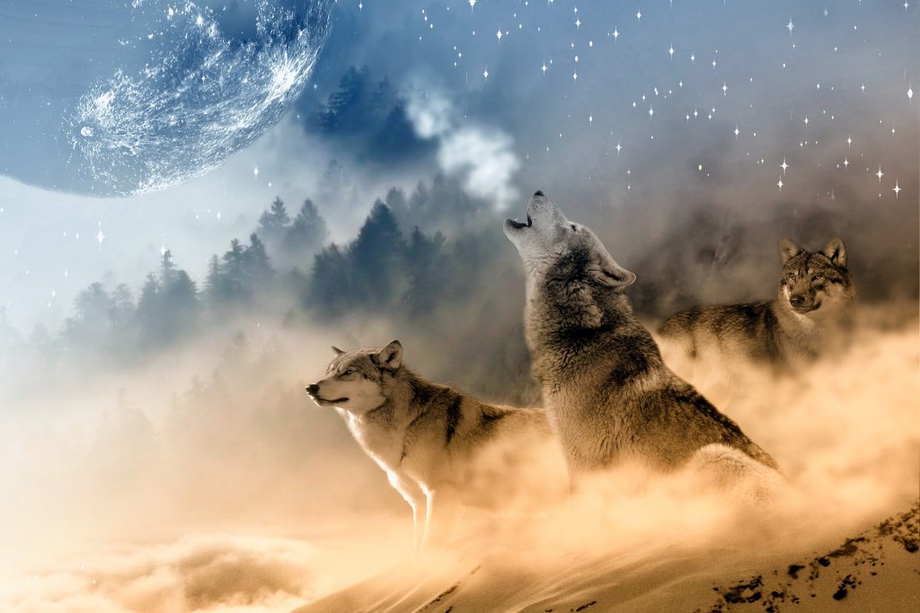 manada valle lobos