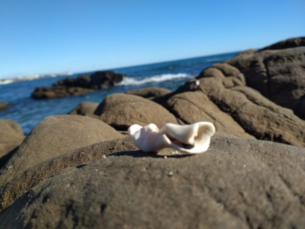 Concha solitaria en las rocas de la playa, símbolo de enero como mes de comienzos y de acompañar sin juzgar.
